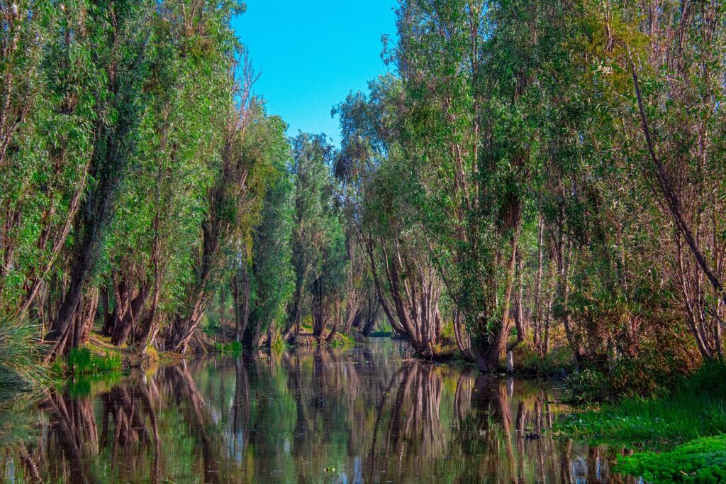 The Floating Gardens of Xochimilco Mexico City