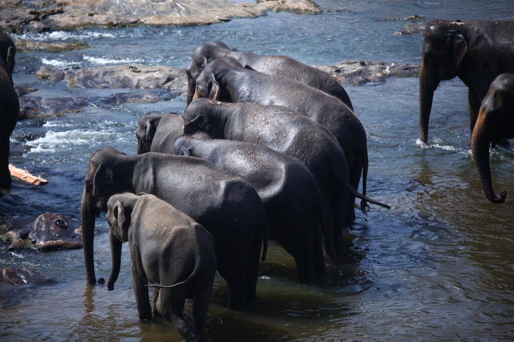 sri lanka