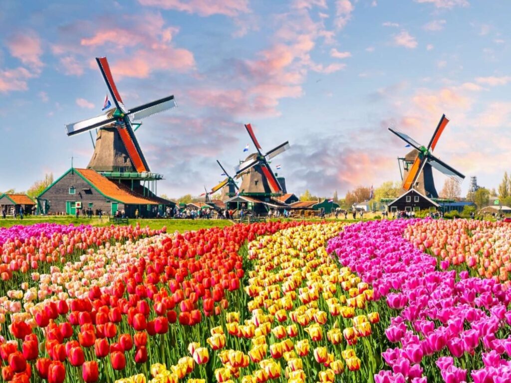 tulips amsterdam