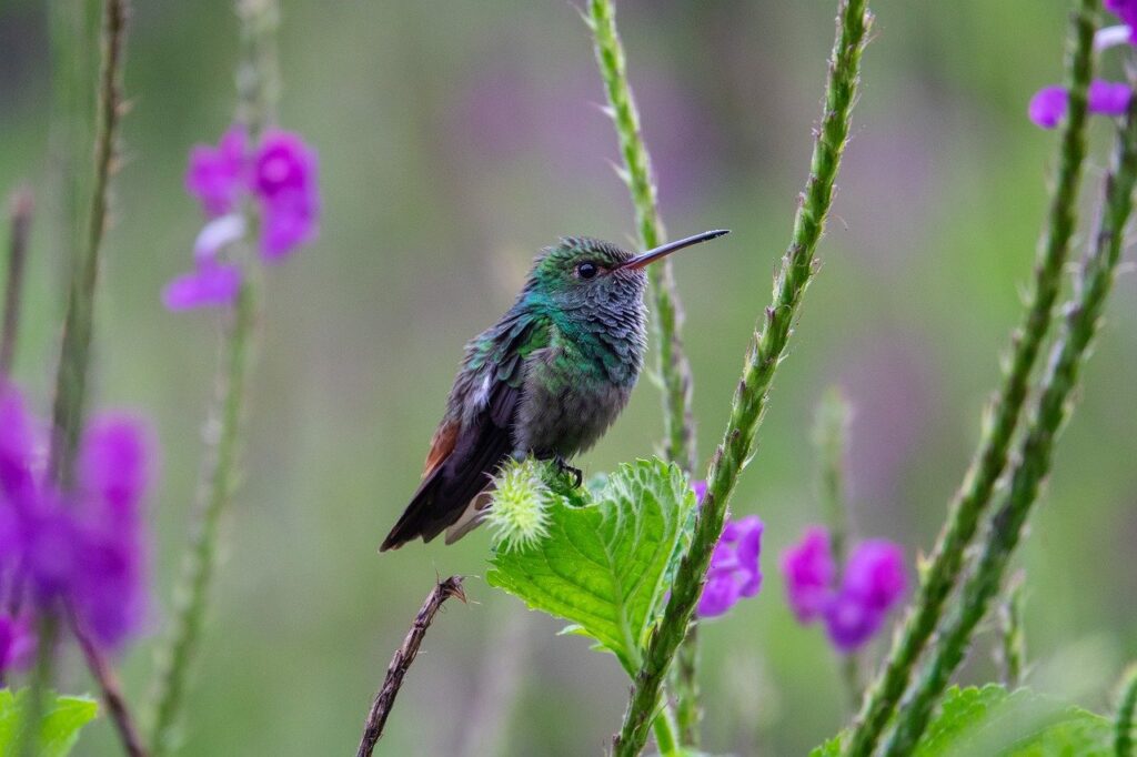 costa rica bird