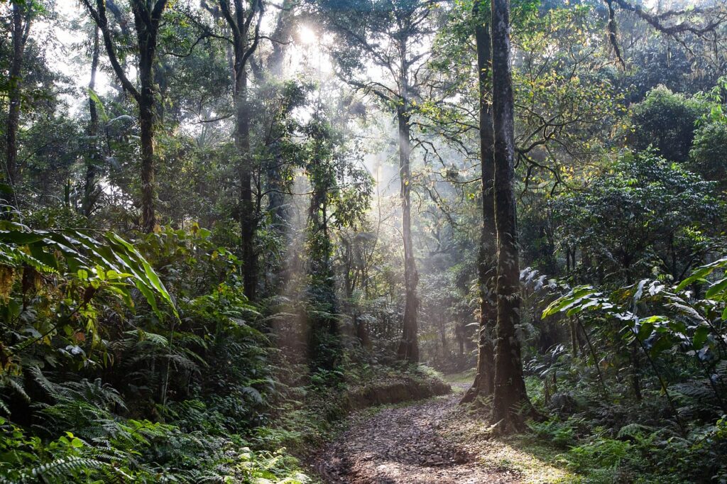 amazon rainforest best things to do in peru