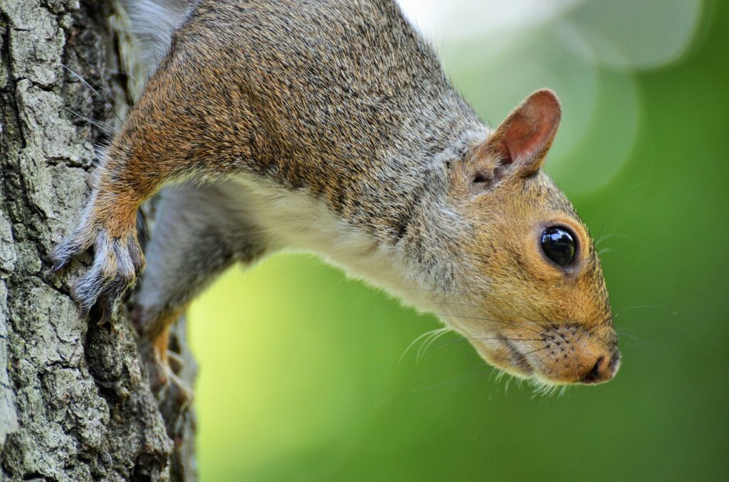 squirrel central park new york