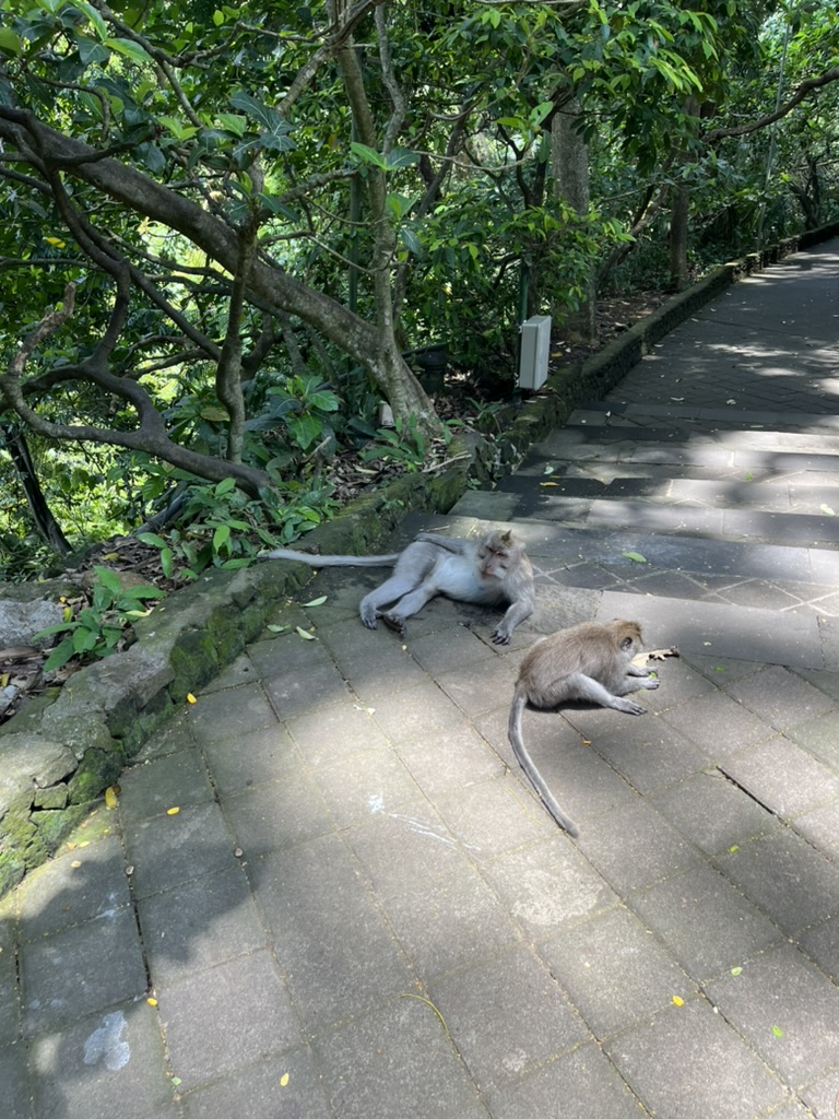 Monkey Forest Ubud