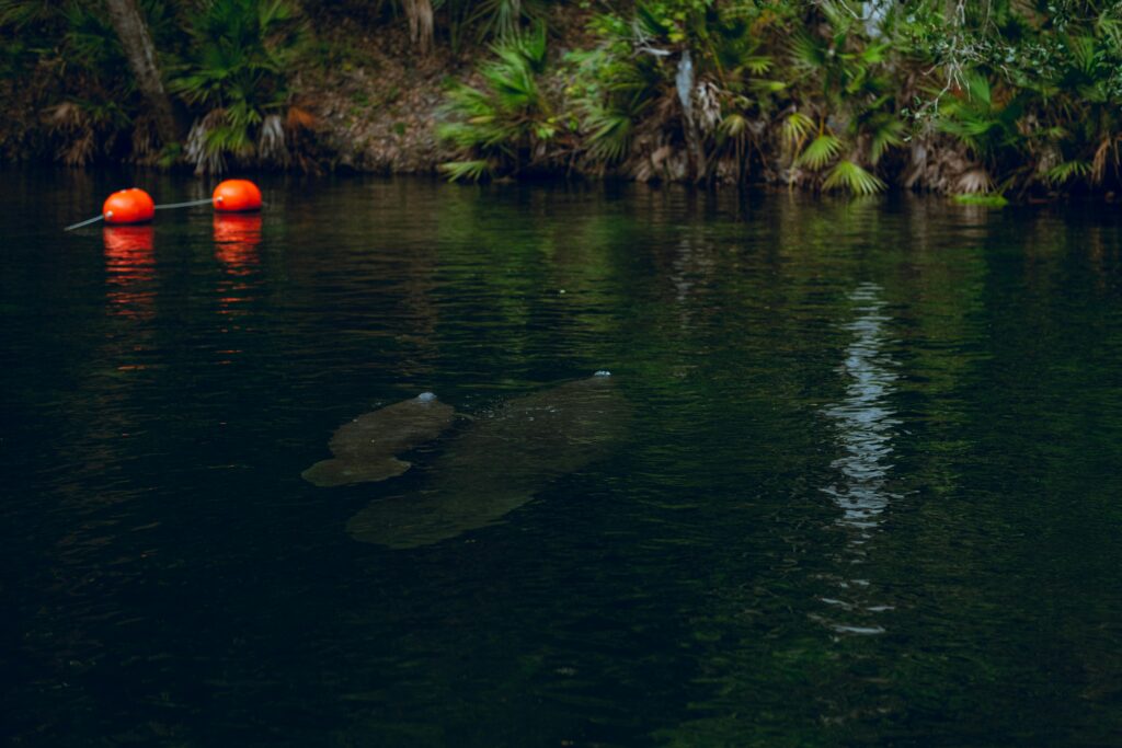 Silver Glen Springs, Florida