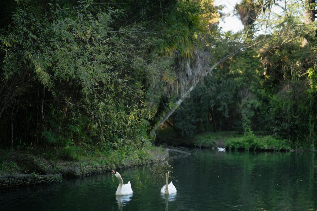 Rainbow Springs State Park